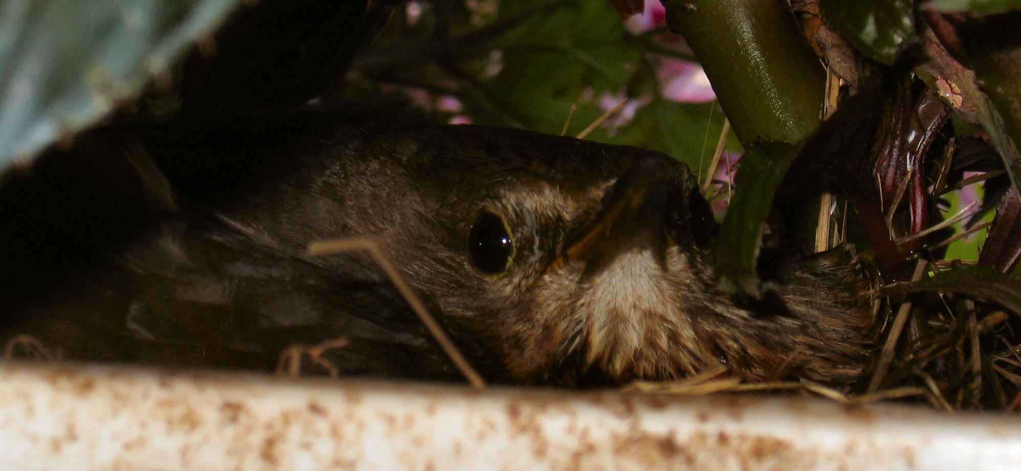 Amsel